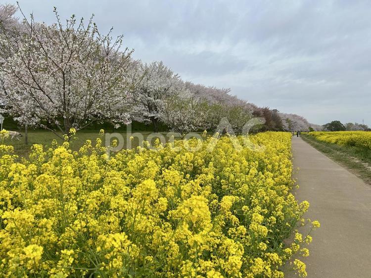 権現堂公園にて 桜,菜の花,空の写真素材