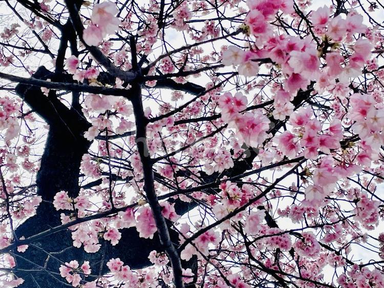 満開の桜と枝 満開の桜,桜の枝,桜の木の写真素材