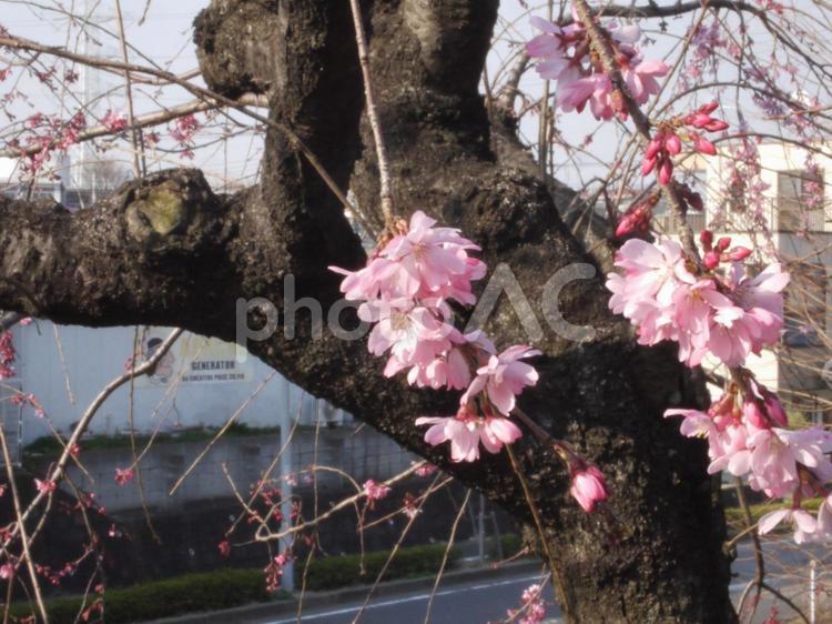 春分過ぎの横浜市都筑区荏田南のサクラ 南関東,神奈川県,桜花の写真素材