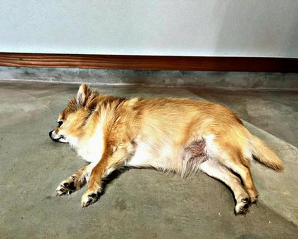 土間で寝る犬 土間で寝る犬の写真