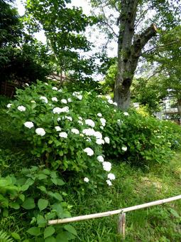 咲き始めた源氏山公園の白いアジサイ アジサイ,花,植物の写真素材