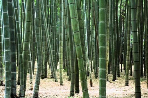 竹林の写真