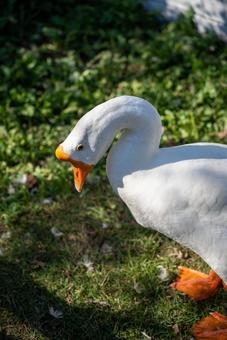 草地の白いガチョウの写真