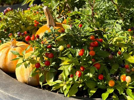 ハロウィンの寄せ植え ハロウィンの寄せ植え 寄せ植え,かぼちゃ,ハロウィンの写真素材