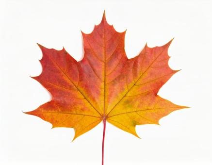 カエデの葉、白い背景、紅葉の写真