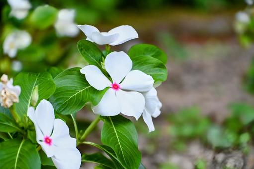 ニチニチソウの花:夏の小さな輝き ニチニチソウの花:夏の小さな輝きの写真