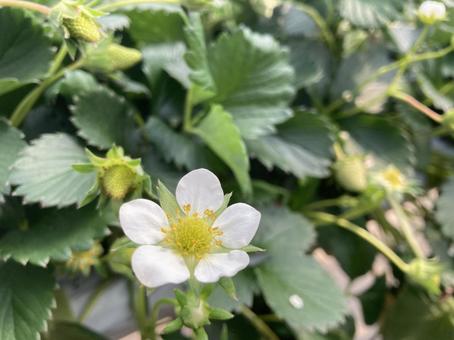 いちごの花といちごの葉っぱ いちごの花といちごの葉っぱ いちご,いちごの花,いちご狩りの写真素材