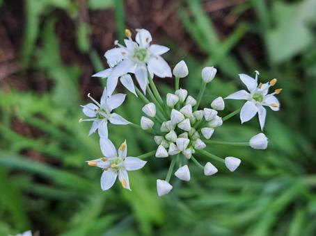 ニラの花 ニラの花の写真