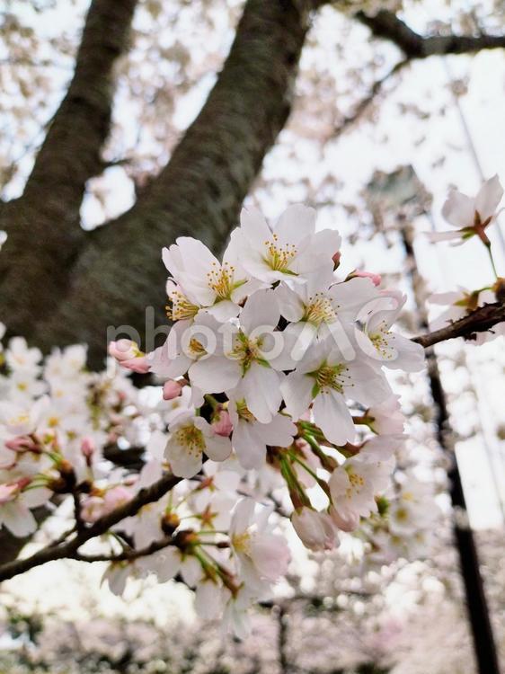 桜の花（アップ） 桜,さくら,サクラの写真素材