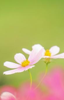 コスモス49 コスモス,秋桜,秋イメージの写真素材