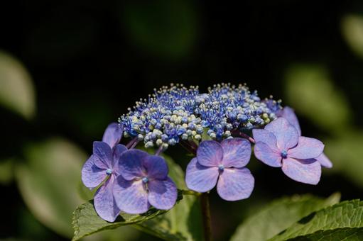 梅雨を喜ぶアジサイの花01 梅雨を喜ぶアジサイの花01の写真