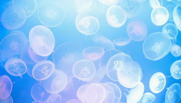 海月のテクスチャ 海月のテクスチャの写真