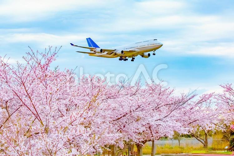 さくらと飛行機 航空機,飛行機,旅客機の写真素材
