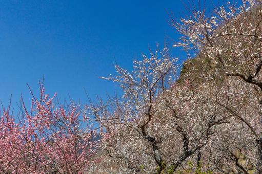 青空に映える満開の梅林 梅,迎春,梅の花の写真素材