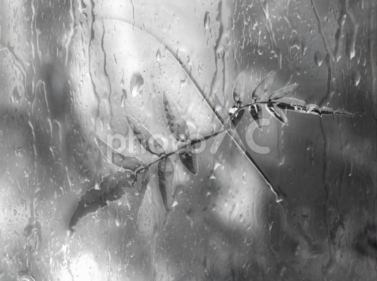 雨の日　窓ガラス　景色　庭の植物　水滴　水　雨　美しい　ナチュラル　おしゃれ 雨の日,窓ガラス,景色の写真素材