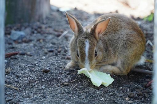 大久野島 野ウサギ696 大久野島 野ウサギ696 うさぎ,ウサギ,動物の写真素材