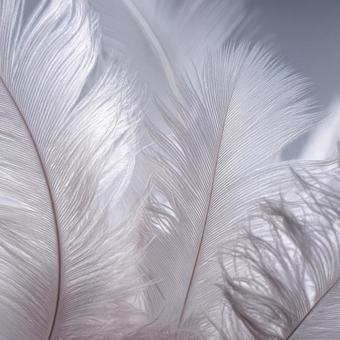 柔らかな羽の質感 抽象的な自然背景 柔らかな羽の質感 抽象的な自然背景の写真