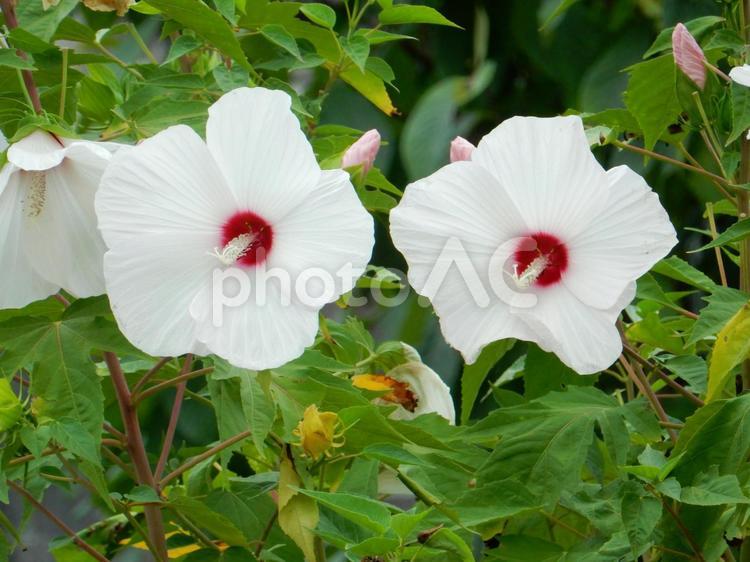 【花の写真】フヨウの花 フヨウ,芙蓉,木芙蓉の写真素材
