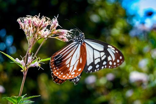 旅するロマン アサギマダラ,蝶,バタフライの写真素材
