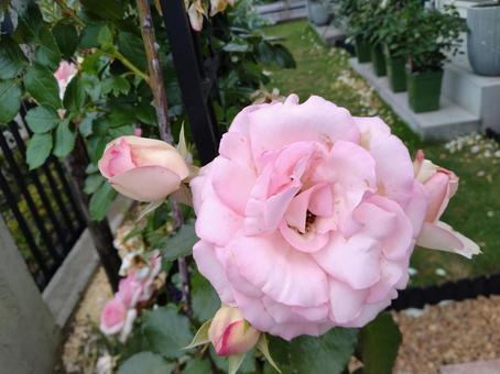 Rose 638, JPG