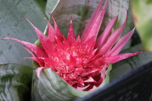 赤いエクメアファスキアタの花のアップの写真