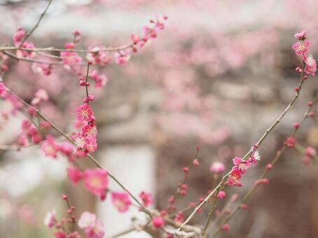 梅の花　早春　 梅の花,梅,3月の写真素材