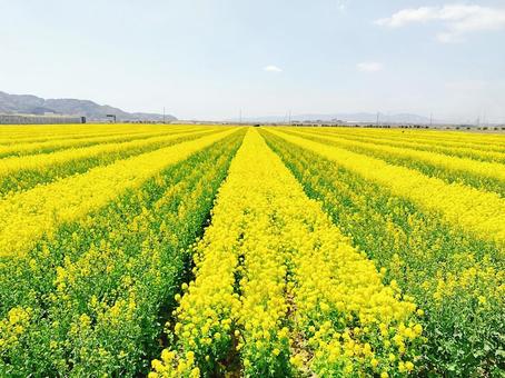 菜の花畑 菜の花,花畑,黄色の写真素材