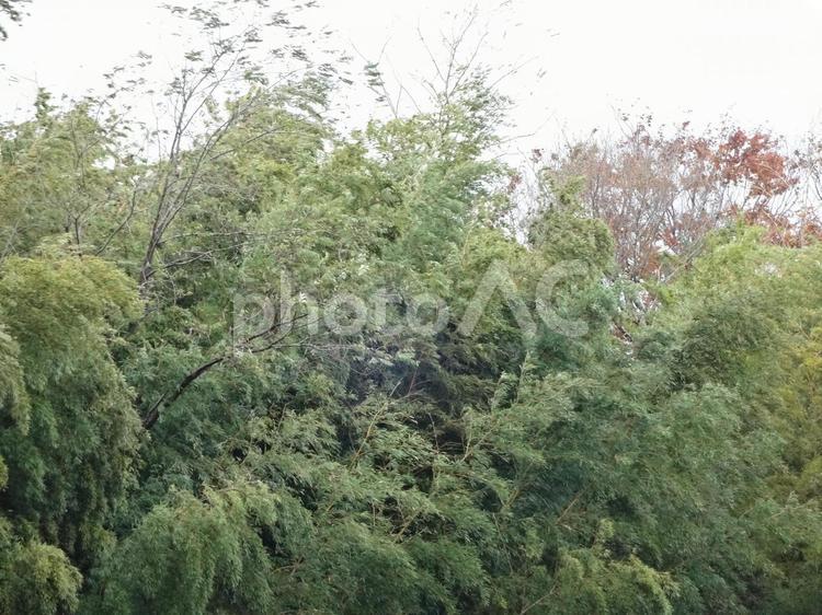 暴風雨 樹,雨,雨の日の写真素材