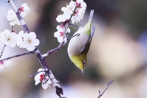 梅の枝にとまるメジロ 鳥,メジロ,春の写真素材