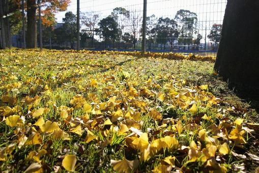 イチョウの絨毯 公園 イチョウの絨毯 公園の写真