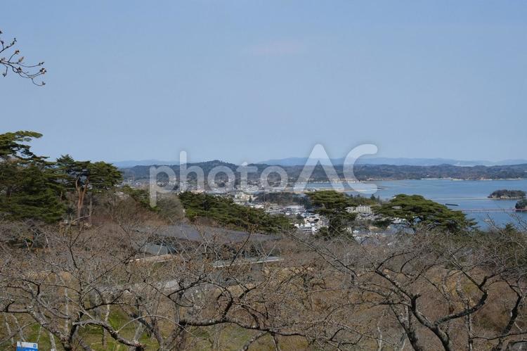 西行戻しの公園　咲き始めの蕾の桜の風景 松島,日本三景,観光名所の写真素材