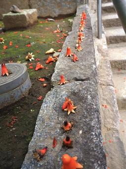 ザクロの花 花,ザクロ,柘榴の写真素材