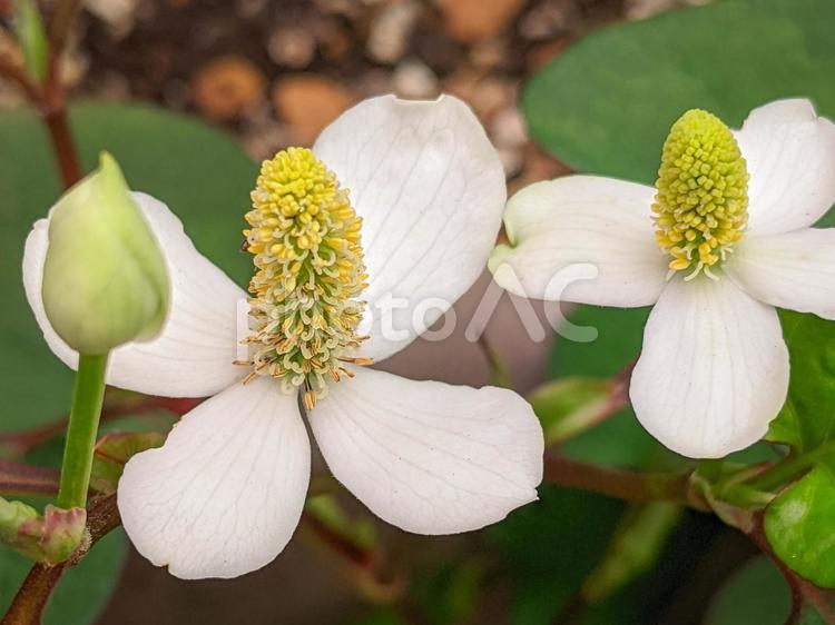 ドクダミの花と蕾の接写 ドクダミ,どくだみ,葉の写真素材