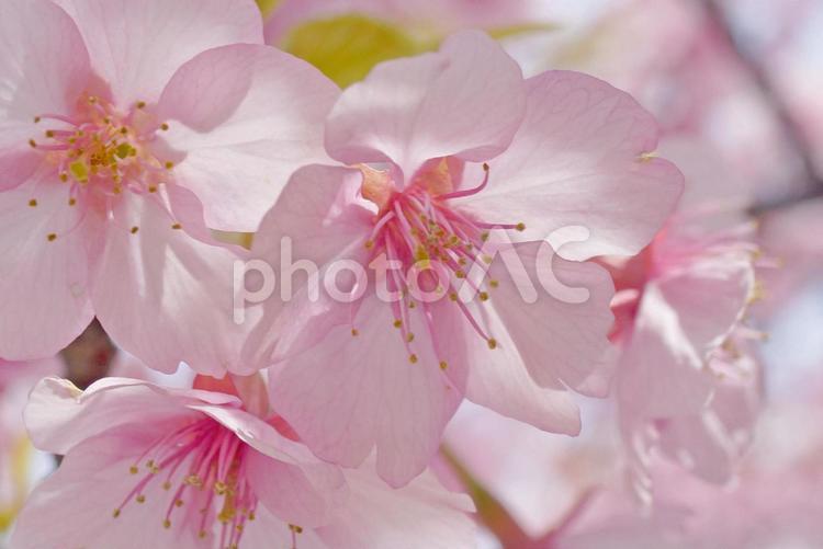 クローズアップ　桜 桜,さくら,春季節の写真素材