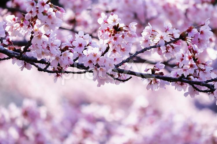 満開の美しい桜の花 花,桜,春の写真素材