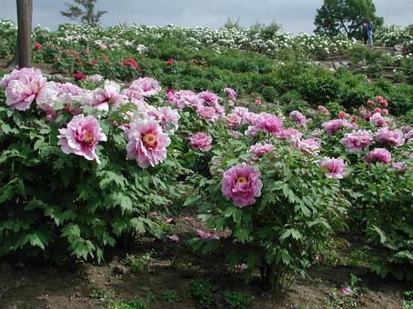 Photo, button, landscape macro, shrub, 