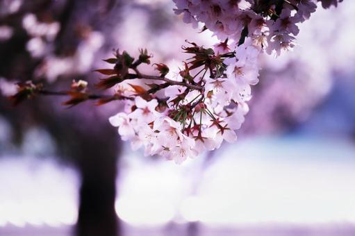 桜の木を背景にした桜の花 桜,春,花の写真素材