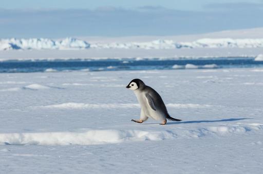 雛ペンギンが走る 雛ペンギンが走るの写真
