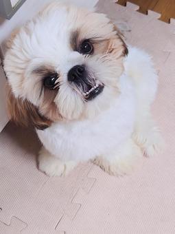 シーズー子犬 シーズー子犬の写真