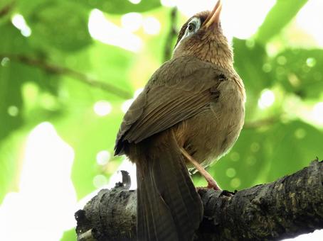 A hwasa-chō singing on a branch, JPG