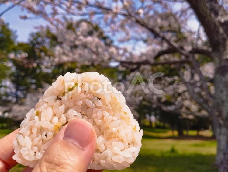 桜と春のおにぎりさん 桜,おにぎり,花見の写真素材