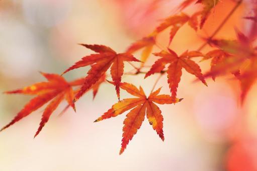 鮮やかな秋の紅葉 鮮やかな秋の紅葉 紅葉,秋,もみじの写真素材