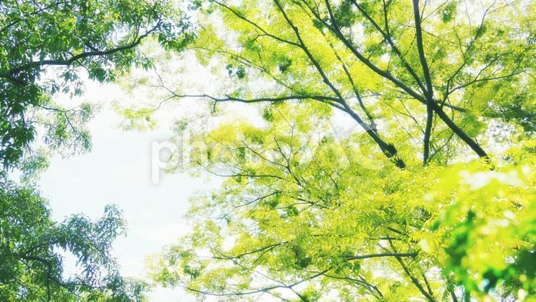 やさしいカラーの木々と空を見上げる背景 木,木々,空の写真素材