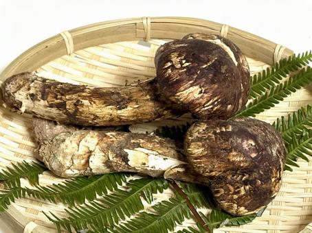 松茸 松茸,きのこ,食べ物の写真素材