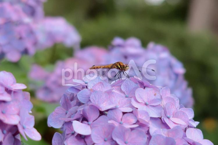 アジサイとトンボ　その2 トンボ,アジサイ,紫陽花の写真素材