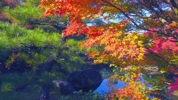 姫路城 好古園33 紅葉,秋,赤色の写真素材
