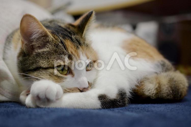 退屈そうに丸くなっている三毛猫 猫,ネコ,ねこの写真素材