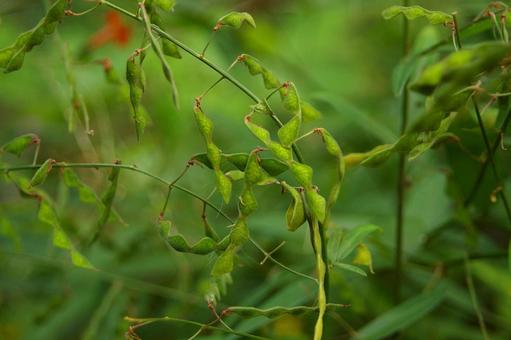 アレチヌスビトハギの写真