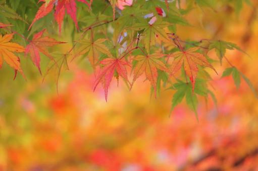 紅葉　秋のイメージ 紅葉,秋,モミジの写真素材