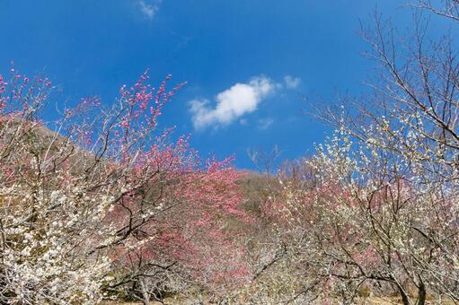 青空に映える満開の紅梅と白梅 梅,迎春,梅の花の写真素材